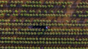 Transformación Agrícola en España: El Impacto de la Tecnología Transformación Agrícola en España: El Impacto de la Tecnología - Cover Image